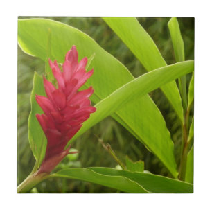 Carreau En Céramique Fleur de gingembre rouge (Alpinia) tropicale