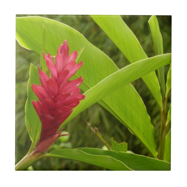 Carreau En Céramique Fleur de gingembre rouge (Alpinia) tropicale (Devant)