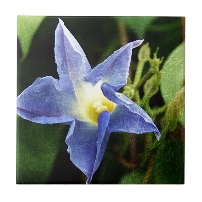 Carreau En Céramique Fleur de la gloire du Matin bleu (Devant)