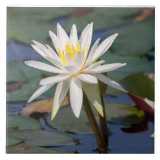 Carreau En Céramique Fleur de lotus blanc