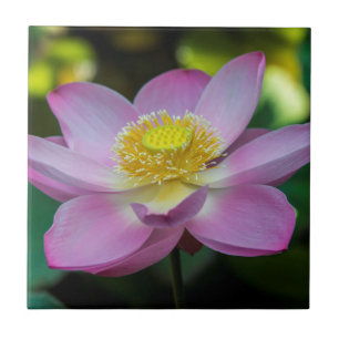 Carreau En Céramique Fleur de lotus en fleurs, Indonésie