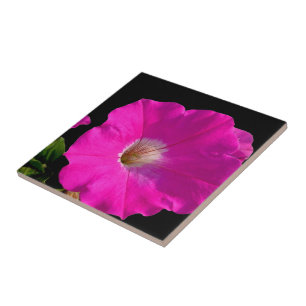 Carreau En Céramique fleur de pétunia rose