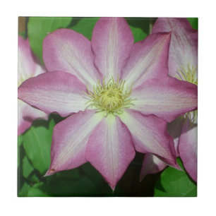 Carreau En Céramique Fleur de printemps Clematis rose et blanc