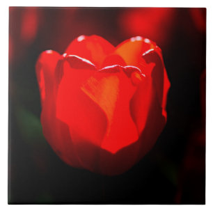 Carreau En Céramique Fleur de tulipe rouge - Feu
