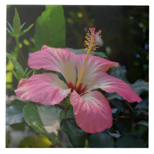 Carreau En Céramique Fleur d'Hibiscus rose