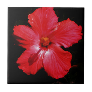 Carreau En Céramique Fleur d'Hibiscus rouge rose chaud sur noir