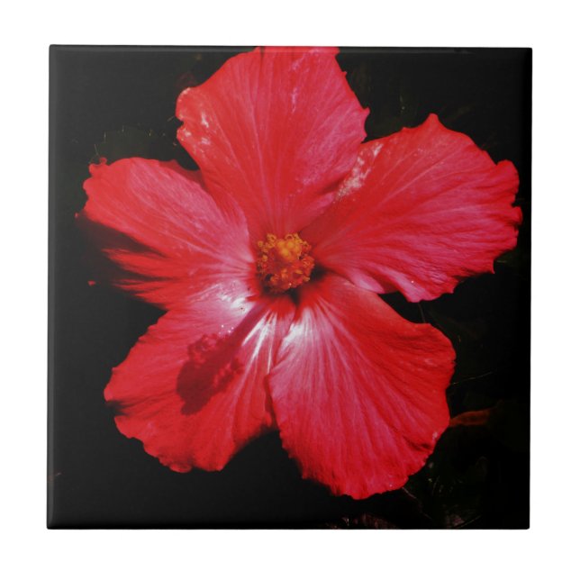 Carreau En Céramique Fleur d'Hibiscus rouge rose chaud sur noir (Devant)