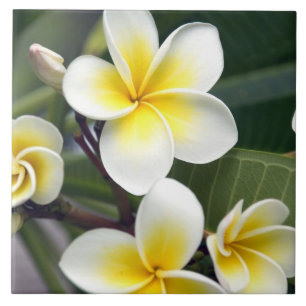Carreau En Céramique Fleur frangipanienne Îles Cook