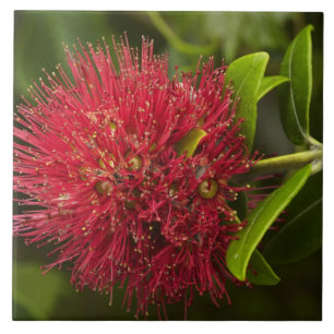 Carreau En Céramique Fleur Pohutukawa, Dunedin