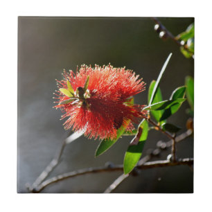 CARREAU EN CÉRAMIQUE FLEUR ROUGE CALLISTEMON AUSTRALIE DE BROSSE DE