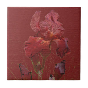 Carreau En Céramique Fleur rouge de jardin d'iris de Bourgogne