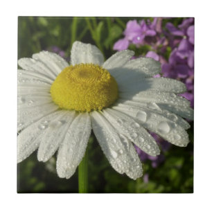 Carreau En Céramique Fleur sauvage Daisy et Summer Lilac