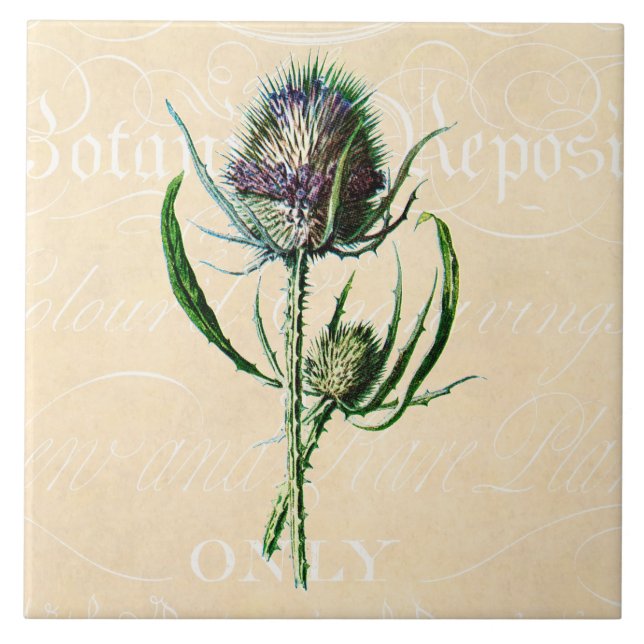 Carreau En Céramique Fleur sauvage d'antiquité de chardon d'écossais du (Devant)