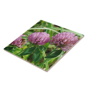 Carreau En Céramique Fleur sauvage de trèfle rose - Trifolium pratense