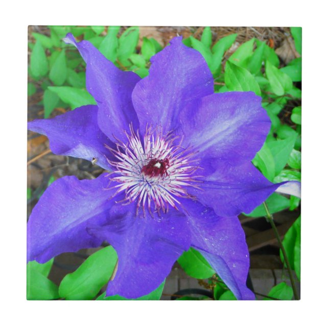 Carreau En Céramique Fleur violette Clematis (Devant)