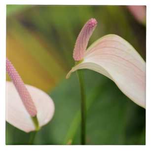 Carreau En Céramique Fleurs d'anthurium rose Kauai Hawaii