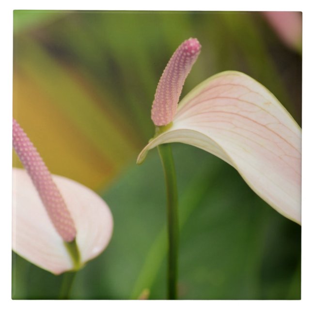 Carreau En Céramique Fleurs d'anthurium rose Kauai Hawaii (Devant)