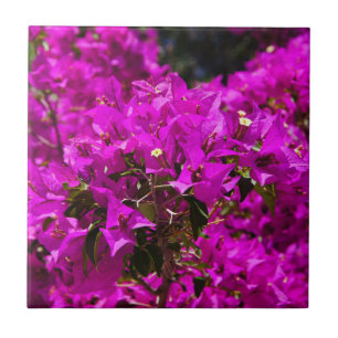 Carreau En Céramique Fleurs de bougainvillée violette