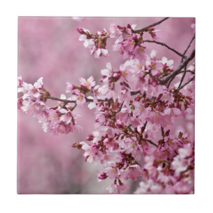 Carreau En Céramique Fleurs de Cerisier Sakura Pastel Rose Calquees