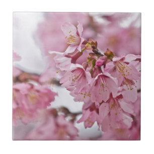 Carreau En Céramique Fleurs de cerisier Sakura rose pâle