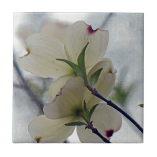 Carreau En Céramique Fleurs de Dogwood