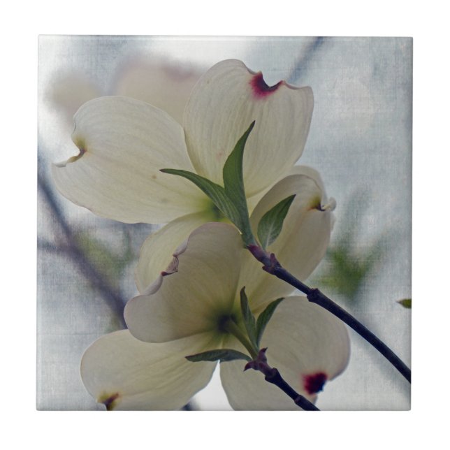 Carreau En Céramique Fleurs de Dogwood (Devant)