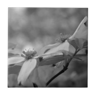 Carreau En Céramique Fleurs De Dogwood En Noir Et Blanc