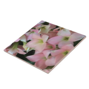 Carreau En Céramique Fleurs de Kalanchoe