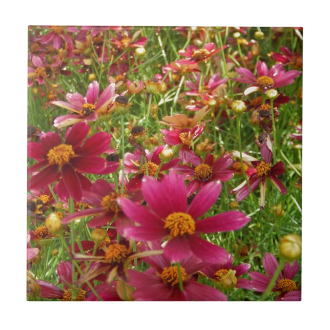 Carreau En Céramique Fleurs de marguerite rose et jaune brillantes (Devant)