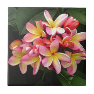Carreau En Céramique Fleurs de plumeria rose, jaune et rouge