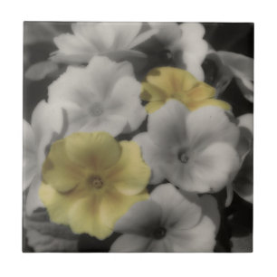 Carreau En Céramique Fleurs De Primrose Jaune En Noir Et Blanc
