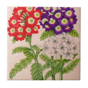 Carreau En Céramique fleurs de verbena en rouge et violet