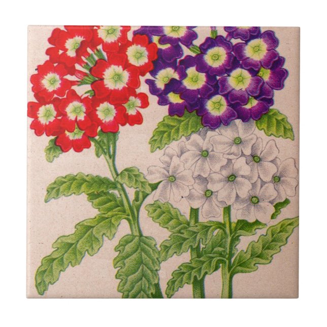 Carreau En Céramique fleurs de verbena en rouge et violet (Devant)