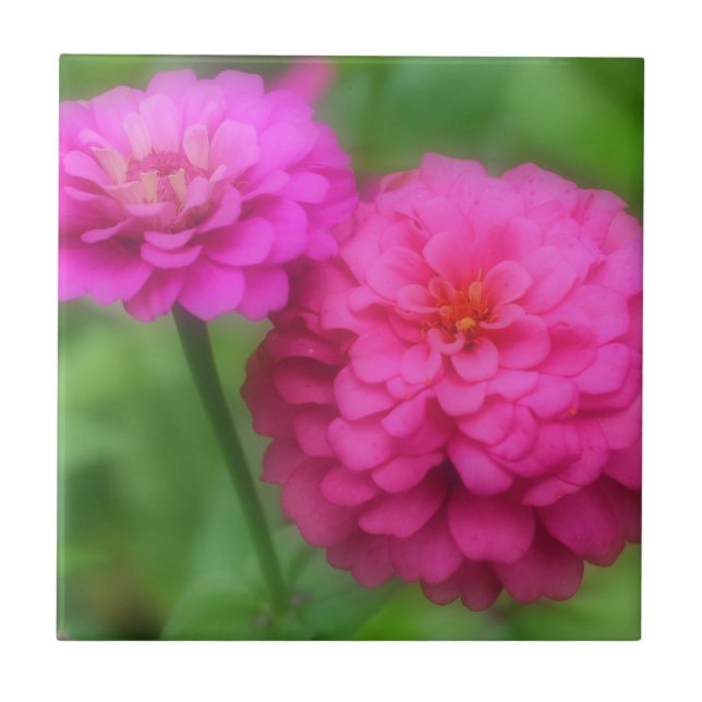 Carreau En Céramique Fleurs de Zinnia rose vif (Devant)