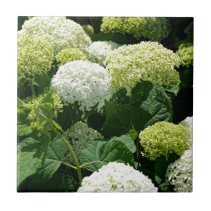 Carreau En Céramique Fleurs d'hortensia d'Annabelle