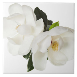 Carreau En Céramique Fleurs florales des Magnolias blancs