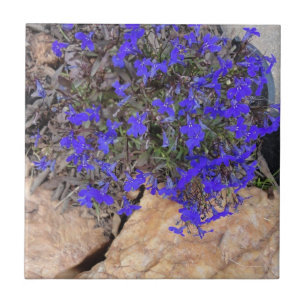 Carreau En Céramique Fleurs pourpres parmi la tuile de roches