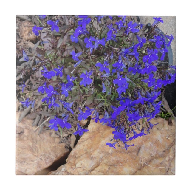 Carreau En Céramique Fleurs pourpres parmi la tuile de roches (Devant)