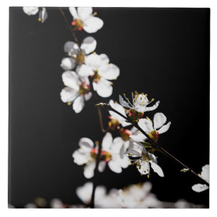 Carreau En Céramique Fleurs Sakura