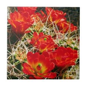 Carreau En Céramique Fleurs sauvages de cactus Coupe Claret