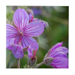 Carreau En Céramique fleurs sauvages de géranium asticuleux