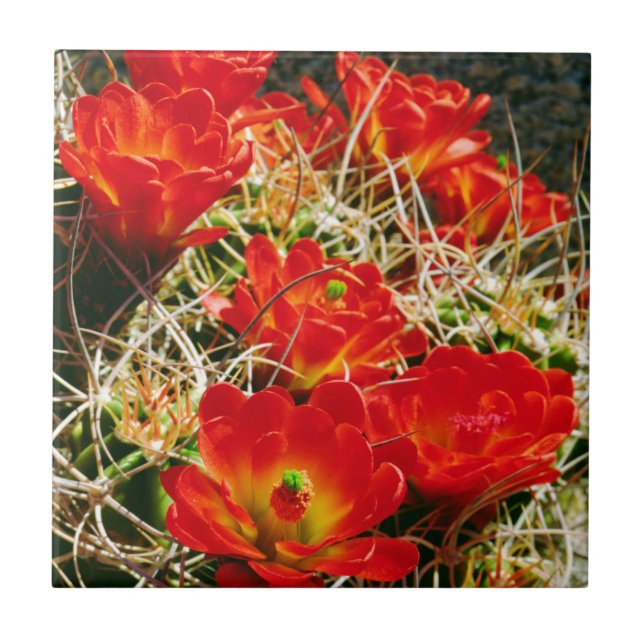 Carreau En Céramique Fleurs sauvages de la Claret Cactus (Devant)