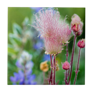 Carreau En Céramique Fleurs sauvages de Prairie Smoke dans Aspen Grove 