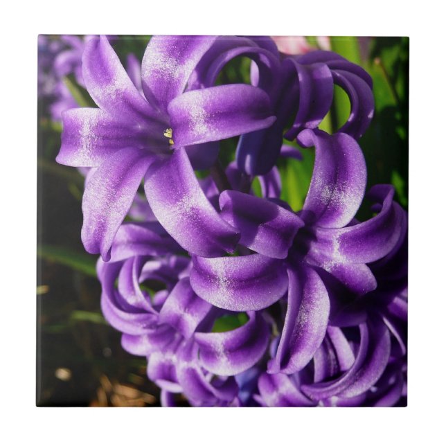 Carreau En Céramique Flore de printemps Blue Hyacinth II (Devant)