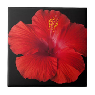 Carreau En Céramique Flore des fleurs tropicales de l'Hibiscus rouge