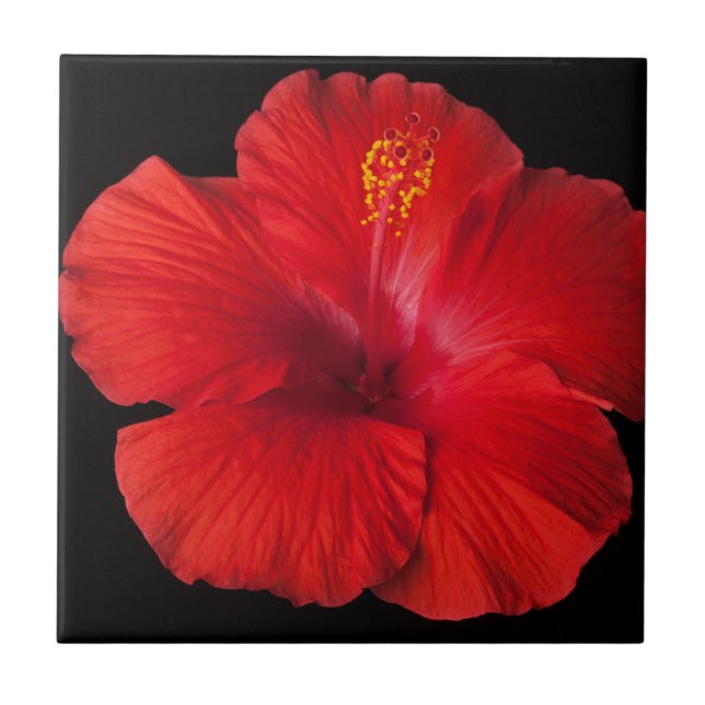Carreau En Céramique Flore des fleurs tropicales de l'Hibiscus rouge (Devant)