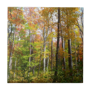 Carreau En Céramique Forêt d'automne I Photographie de paysage automnal