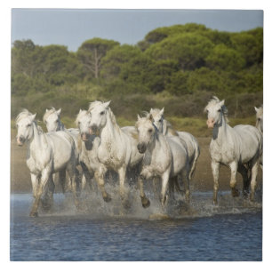 Carreau En Céramique France, Camargue. Les chevaux courent à travers l'