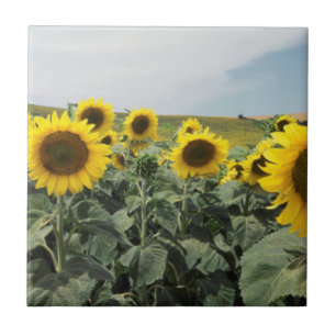 Carreau En Céramique France Provence, vue sur le champ de tournesols