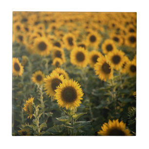 Carreau En Céramique France, Vaucluse, champ de tournesols
